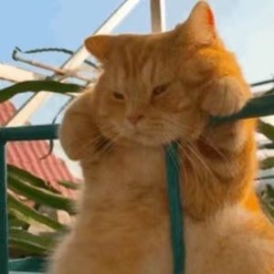 Meet your Posher, Chris